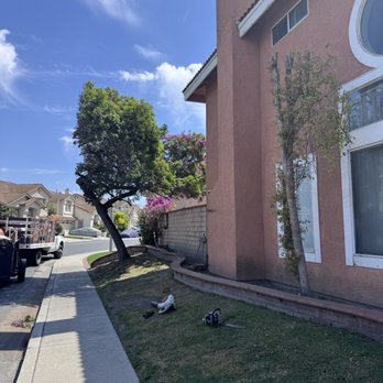 Top Unit Tree Service - After - Tree Services Near Me - Norwalk, California