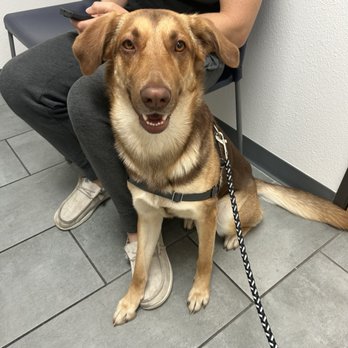 Legacy Veterinary Center - Our goodest of girls in her room waiting for the vet - Veterinarians Near Me - Rancho Cucamonga, California Legacy Veterinary Center - Our goodest of girls in her room waiting for the vet - Veterinarians Near Me - Rancho Cucamonga, California
