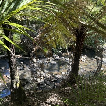 Bush and Beach - Rainforest - Walking Tours Near Me - Auckland, AUK