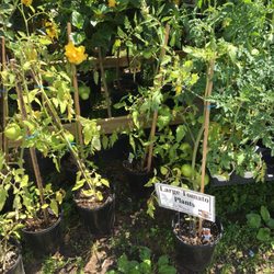 Marini Produce & Christmas Trees