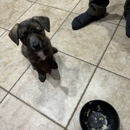 Our puppy loved their beef and green bean dog food! Our puppy loved their beef and green bean dog food!