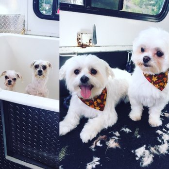 Bubbles Mobile Pet Spa - Timmy and Peanut - Pet Groomers Near Me