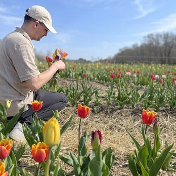 Langwater Farm - Tulip field - CSA Near Me - Easton, Massachusetts