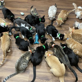 Aloha Kitty Cafe - Snack time - Pet Adoption Near Me - Kailua, Hawaii