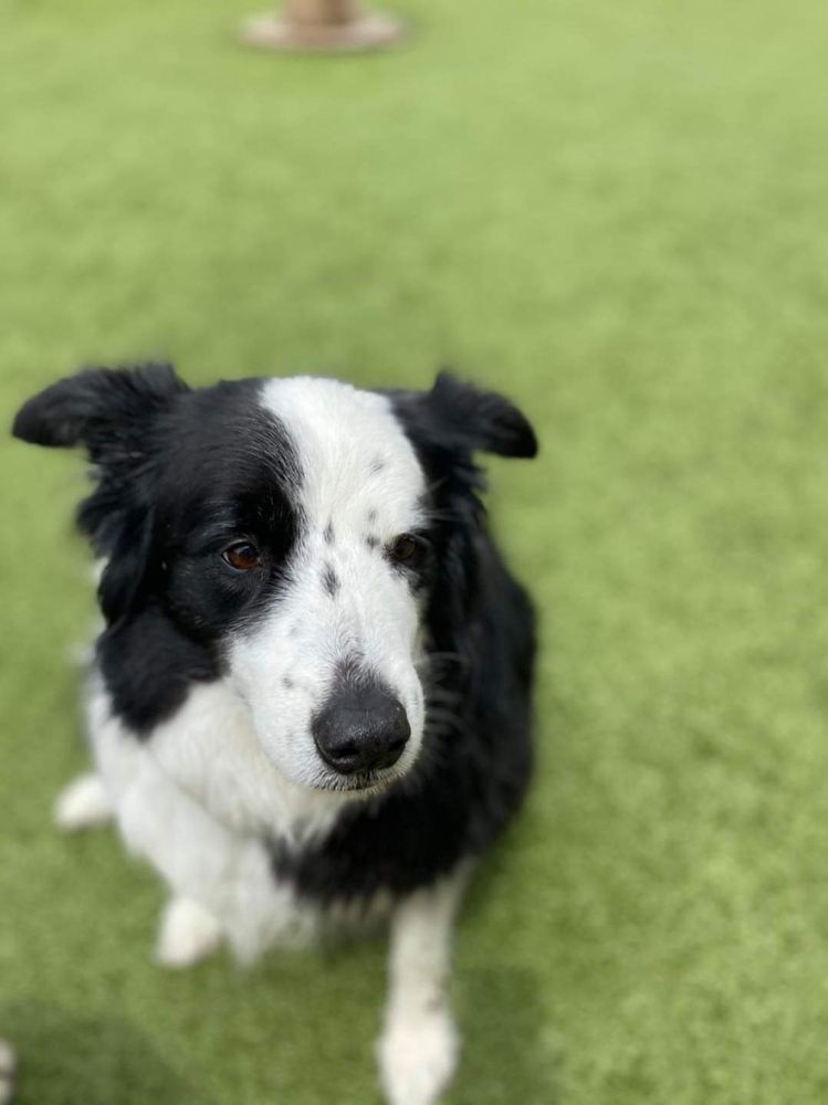 BEST FIDO FRIENDS Updated September 2024 61 Photos & 22 Reviews