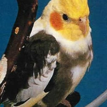 Four Paws Pet Sitting Services - Pretty bird! - Pet Sitting Near Me