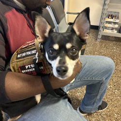 Pet Check Engine Animal Hospital - Dog dad and Bellababy