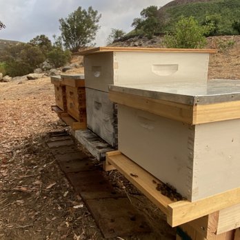 Friendly Bee - Pest Control Near Me Friendly Bee - Pest Control Near Me
