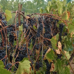 Tongue River Winery - A good harvest of Frontenac grapes.