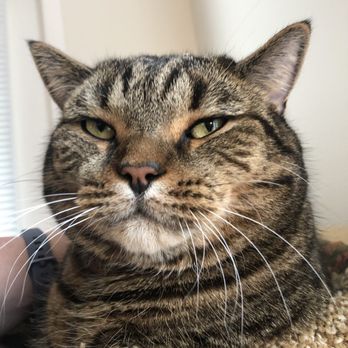 McGecko Pet Services - It's a good life. - Pet Sitting Near Me