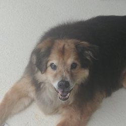 Brevard Veterinary Hospital - Southpaw