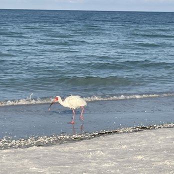Lido Beach - Early morning at Lido Beach - Beaches Near Me - Sarasota, Florida Lido Beach - Early morning at Lido Beach - Beaches Near Me - Sarasota, Florida