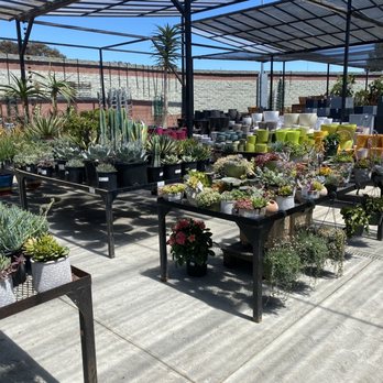 Golden Nursery - decorative plants - Nurseries & Gardening Near Me - San Mateo, California