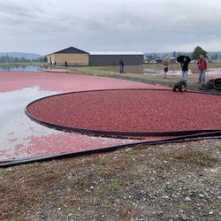 The Bog Riverside Cranberry Farm - One of two bogs we visited at the farm!
