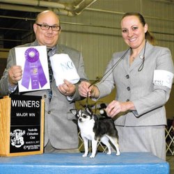 Haas Chihuahuas