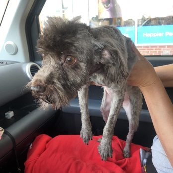 Petco - Did she even try? - Pet Groomers Near Me - Parkville, Maryland Petco - Did she even try? - Pet Groomers Near Me - Parkville, Maryland