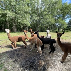 Alpaca Acres Farm and Fun