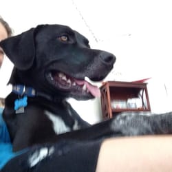 Nothin' But Luv Pet Services - Hangin' with my sweet buddy, Kiko. He decided he needed to "claim" my lap, and I loved every minute of it!
