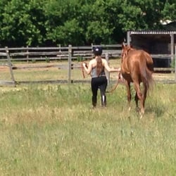 Destiny Equestrian