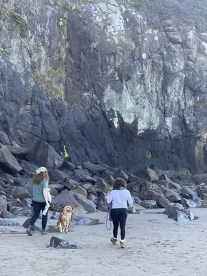 Hand ‘N Paw Dog Training