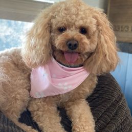 Bella Dog Grooming Kenyon Way: Pamper Your Pet Today