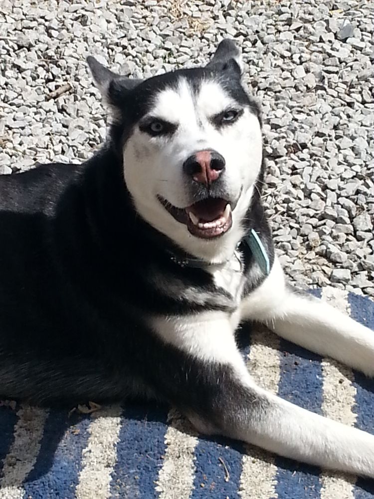 COUNTRY K9 PET RESORT Updated September 2024 116 Rocky Rd, Lebanon