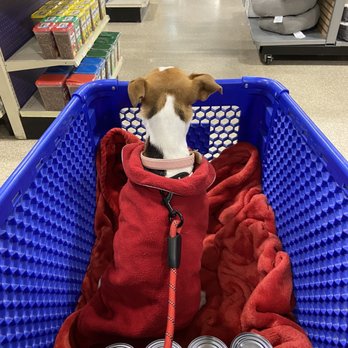 petsmart bella dog food