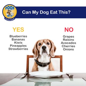 Poop 911 - Pet Waste Removal Near Me Poop 911 - Pet Waste Removal Near Me