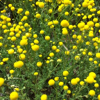 Lake Hodges Reservoir - This interesting little plant has no petals!!! Yellow little puff balls about one centimeter across. - Lakes Near Me - Escondido, California Lake Hodges Reservoir - This interesting little plant has no petals!!! Yellow little puff balls about one centimeter across. - Lakes Near Me - Escondido, California