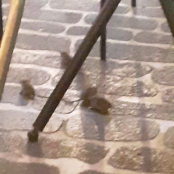 Paris Baguette - MICE, MICE AND MORE MICE!!!!! - Bakeries Near Me - Brea, California Paris Baguette - MICE, MICE AND MORE MICE!!!!! - Bakeries Near Me - Brea, California