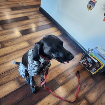 San Diego K9 Company - Pet Training Near Me - Temecula, California San Diego K9 Company - Pet Training Near Me - Temecula, California