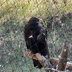 Badger Run Wildlife Rehab