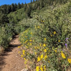 Deer Creek Canyon Park - Meadowlark Plymouth Creek and Plymouth Mountain Trail Loop | Instagram: @telephonesmoothie