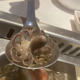 Squid