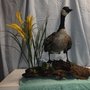 Photo of Skin Em All Taxidermy