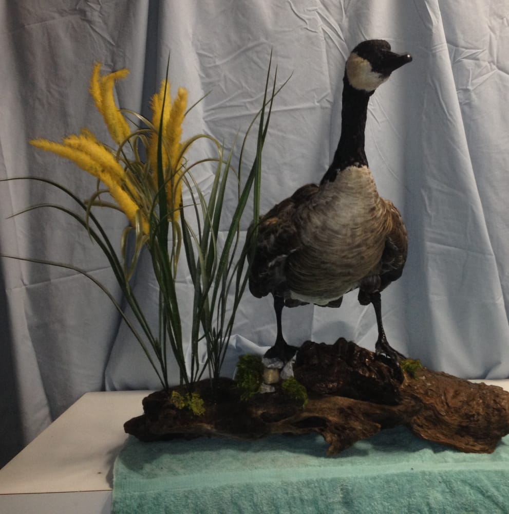 Skin Em All Taxidermy - taxidermy in Manteca, CA