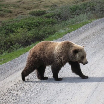 Denali National Park - Hey Mr. Bear! - Parks Near Me Denali National Park - Hey Mr. Bear! - Parks Near Me