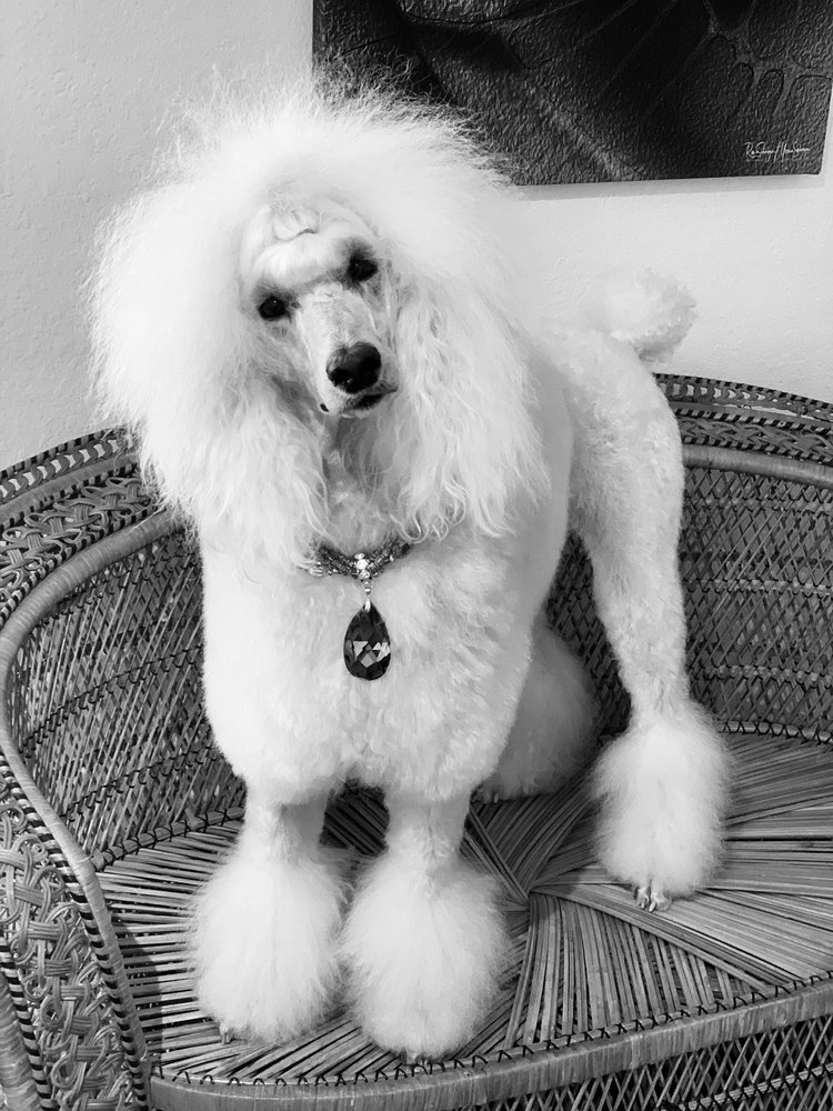 TLC GROOMING BY CANDICE Updated May 2024 43 Photos & 19 Reviews