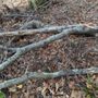 Photo of Pawling Nature Reserve