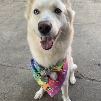 A Pups Dream Dog Grooming - Post grooming - Pet Groomers Near Me - Long Beach, California