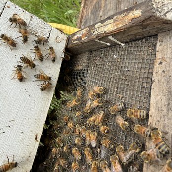 Endurance Beekeeping - Pest Control Near Me - Auburn, California Endurance Beekeeping - Pest Control Near Me - Auburn, California
