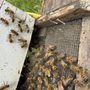 Photo of Endurance Beekeeping