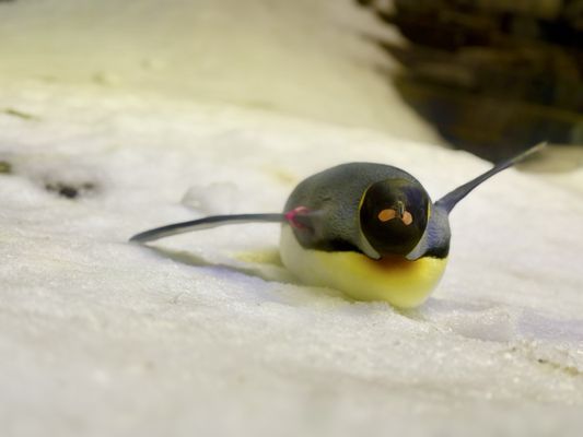 SEA LIFE Sydney Aquarium by null
