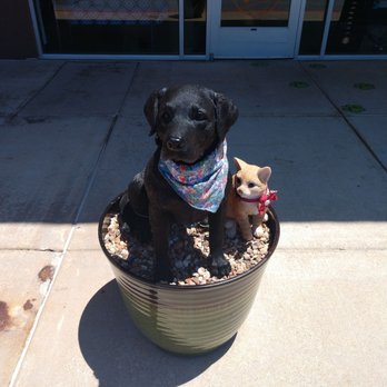 Treats Unleashed - Pet Stores Near Me - Kirkwood, Missouri Treats Unleashed - Pet Stores Near Me - Kirkwood, Missouri