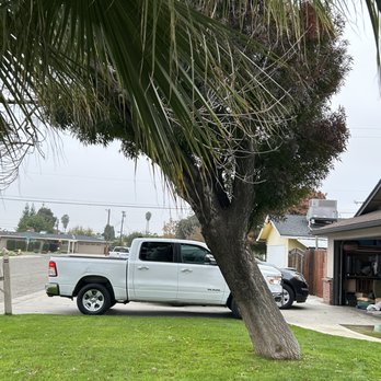 Tomaselli Tree Service - Before - Tree Services Near Me Tomaselli Tree Service - Before - Tree Services Near Me