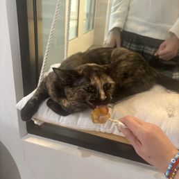 Sesame and her popsicle Sesame and her popsicle
