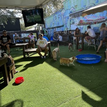 The Dog Bar - Sports Bars Near Me - St. Petersburg, Florida The Dog Bar - Sports Bars Near Me - St. Petersburg, Florida