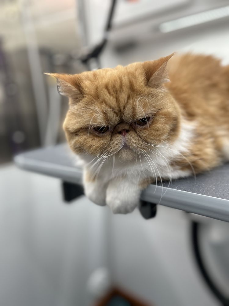 Furry Land Mobile Grooming of Little Rock