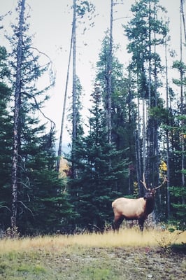 Tunnel Mountain Trail by null