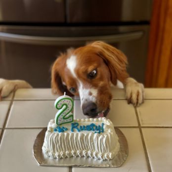 Redondo Dog - Birthday cake - Pet Services Near Me - Carson, California Redondo Dog - Birthday cake - Pet Services Near Me - Carson, California